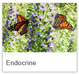 Endocrine